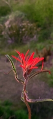 Castilleja subinclusa