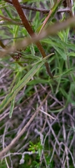 Castilleja subinclusa