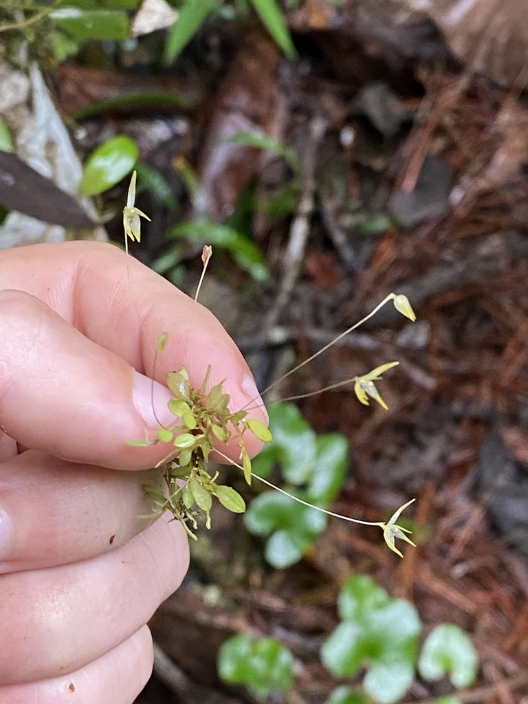 Barbosella gardneri