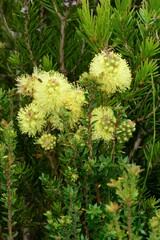 Melaleuca pityoides