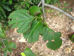Ilex macropoda pseudomacropoda