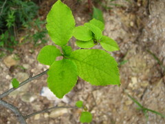 Ilex macropoda pseudomacropoda