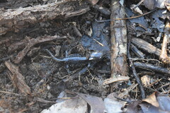 Ambystoma talpoideum