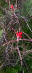 Castilleja subinclusa