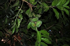 Olmediella betschleriana