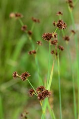 Juncus ensifolius