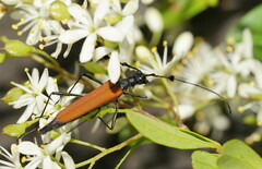 Tropis armata