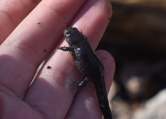 Ambystoma talpoideum