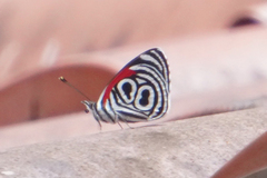 Diaethria clymena
