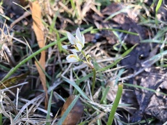 Nothoscordum bivalve
