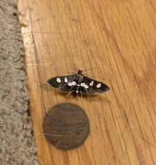 Desmia funeralis