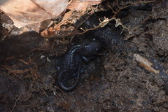 Ambystoma talpoideum