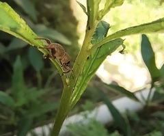 Metapocyrtus adspersus