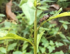 Metapocyrtus adspersus