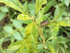 Metapocyrtus adspersus