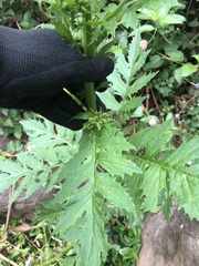 Erechtites valerianifolius