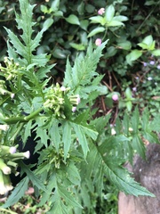 Erechtites valerianifolius