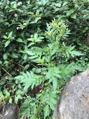 Erechtites valerianifolius
