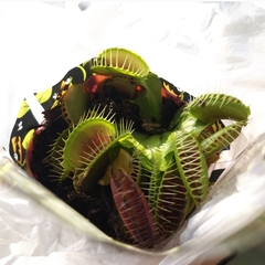 Dionaea