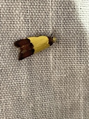 Heteroteucha dichroella