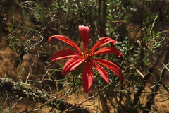 Mutisia subulata