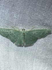 Prasinocyma iosticta