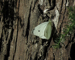 Pieris rapae rapae