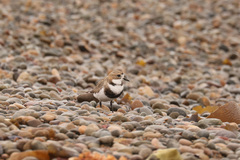 Charadrius falklandicus