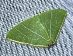 Urolitha bipunctifera