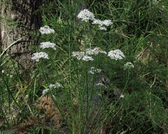 Olearia glandulosa