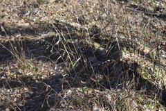 Chasmanthium latifolium