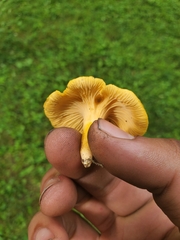 Cantharellus appalachiensis