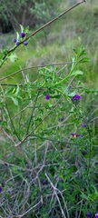 Solanum parishii