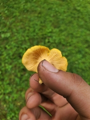 Cantharellus appalachiensis