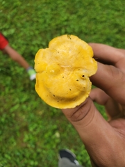 Cantharellus appalachiensis