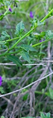 Solanum parishii