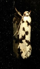 Lichenaula calligrapha