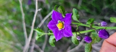 Solanum parishii