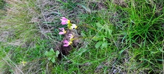Primula clevelandii