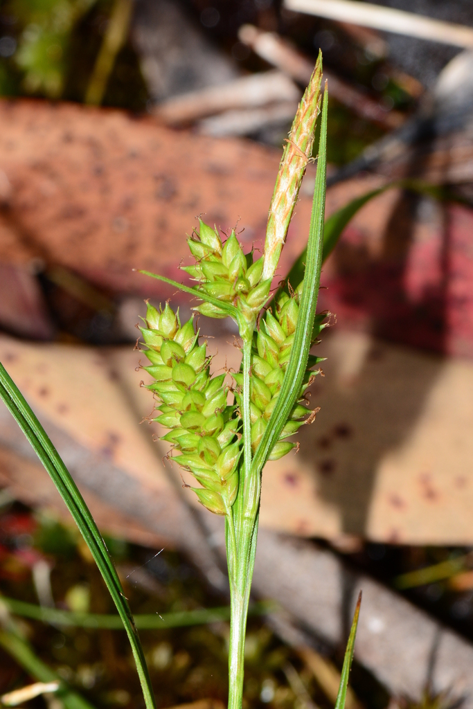 Carex blakei