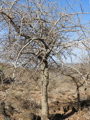 Commiphora