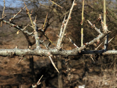 Commiphora