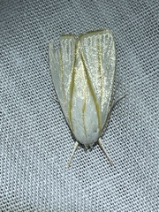 Cryptophasa flavolineata