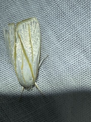 Cryptophasa flavolineata