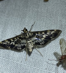 Rhimphalea sceletalis