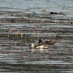 Nettapus coromandelianus