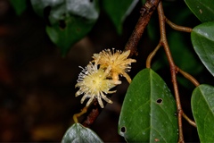 Boschia griffithii