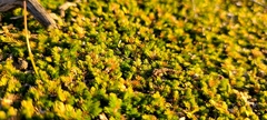 Selaginella cinerascens