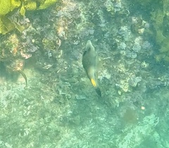 Meuschenia flavolineata