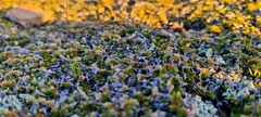 Selaginella cinerascens